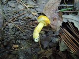 Suillus americanus image