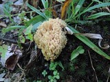 Ramaria pallida image