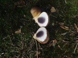 Scleroderma cepa image