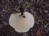 Polyporus tuberaster image