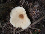 Polyporus tuberaster image