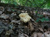 Tremellodendron pallidum image