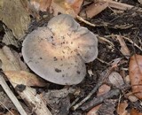 Russula heterophylla image