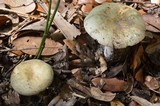 Russula heterophylla image