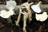 Loweomyces fractipes image