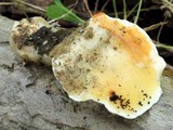Loweomyces fractipes image