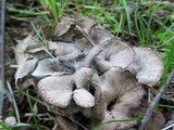 Craterellus foetidus image