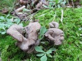 Craterellus foetidus image