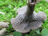 Craterellus foetidus image