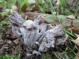 Craterellus foetidus image