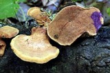 Hapalopilus nidulans image