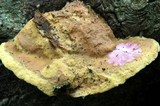 Hapalopilus rutilans image