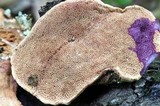 Hapalopilus rutilans image