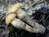 Neolentinus lepideus image
