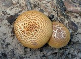 Neolentinus lepideus image