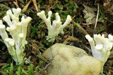 Tremellodendron schweinitzii image