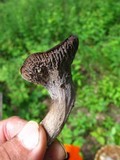 Craterellus foetidus image