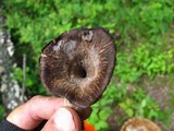 Craterellus foetidus image