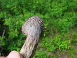 Craterellus foetidus image