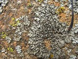 Phaeophyscia pusilloides image