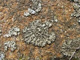 Phaeophyscia pusilloides image