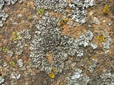 Phaeophyscia pusilloides image