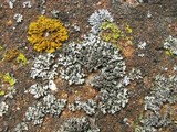 Phaeophyscia pusilloides image