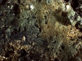 Amaurodon viridis image