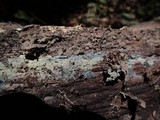 Amaurodon viridis image