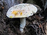 Amanita aprica image