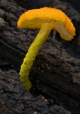 Cyptotrama asprata image
