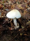 Amanita whetstoneae image