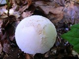 Amanita whetstoneae image