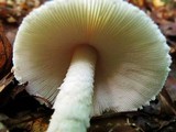 Amanita whetstoneae image