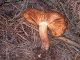 Tricholomopsis rutilans image