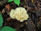 Tremellodendron pallidum image