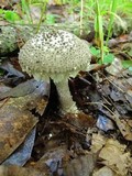 Amanita onusta image