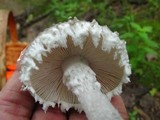Amanita onusta image
