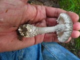Amanita onusta image