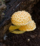 Cyptotrama asprata image