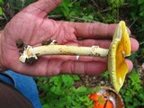 Amanita arkansana image