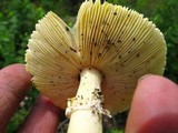 Amanita arkansana image