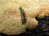 Fuligo septica image