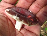 Russula xerampelina image