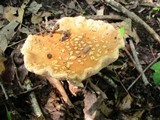 Amanita flavorubescens image