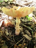 Amanita flavorubescens image