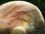 Tylopilus rubrobrunneus image