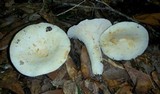 Lactarius piperatus image