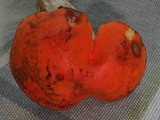 Tylopilus balloui image