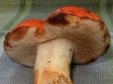 Gyroporus ballouii image